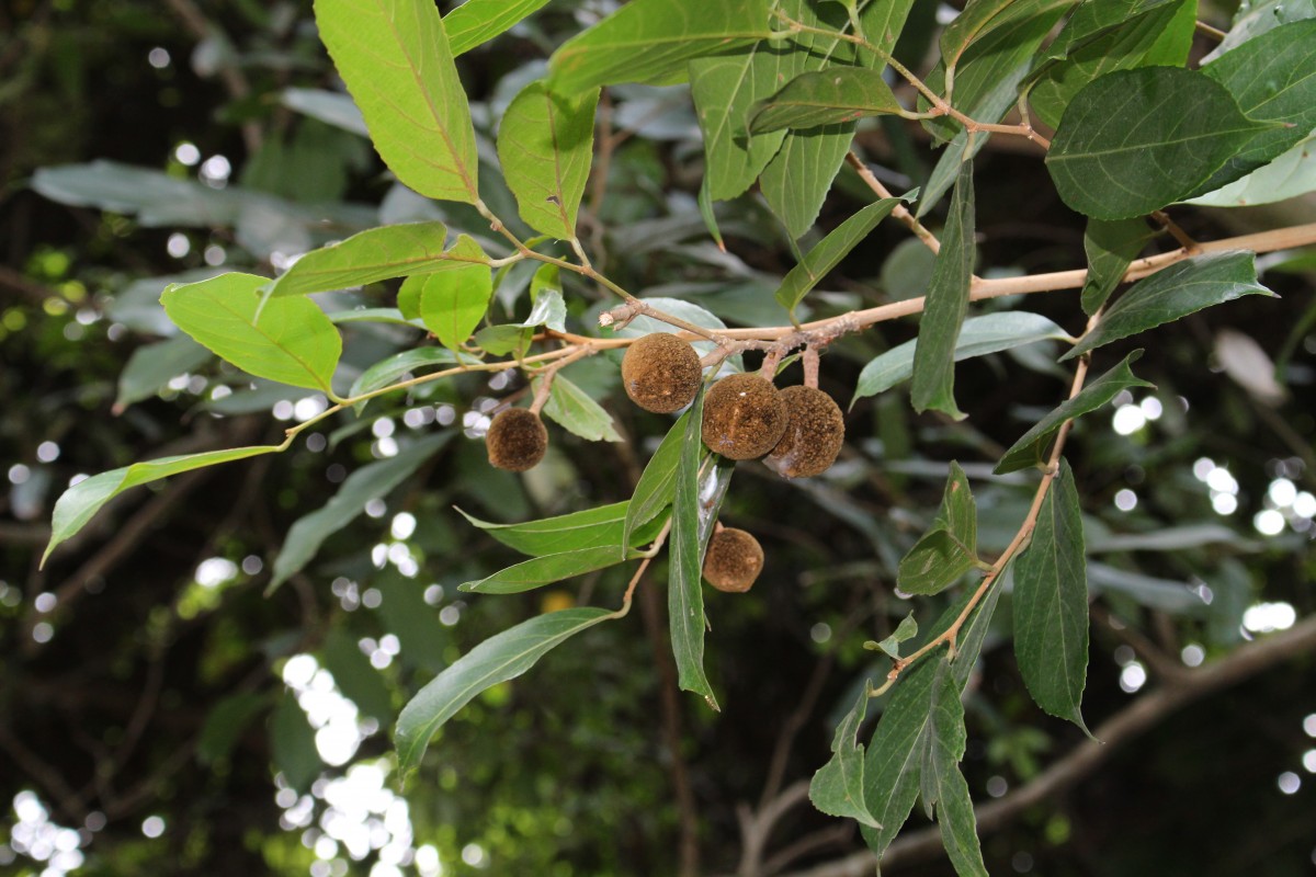 Hydnocarpus venenatus Gaertn.